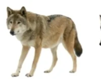 Iberan wolf