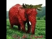strawberry elephant