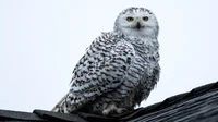 Snow Owl