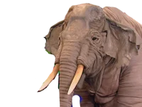 Maxine the Elephant