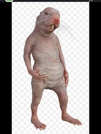Naked Mold rat