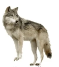 Mongolian wolf