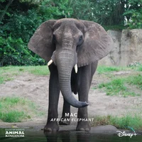 Big Mac the elephant