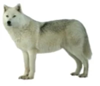 Greenland wolf 