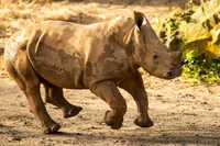 Ranger baby rhino 