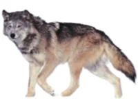 Northern Rock Mt wol