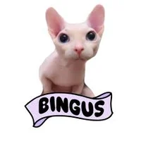 Bingus