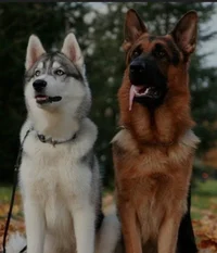 Germanshepherd_husky