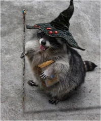 Wizard Raccoon