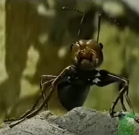 Morris the Ant 11111