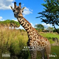 Kenya the giraffe 