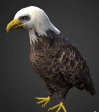 bald eagle