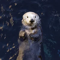 Rosa the Sea Otter 