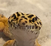 Sudz-leopard gecko