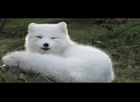 Happy Arctic Fox