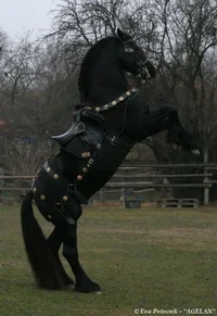 Black Horse
