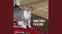 lonely cat