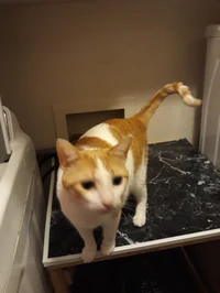 Charlie the tabbycat