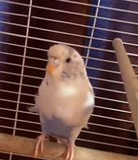 Skye the budgie