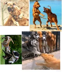 Dogs Fighting