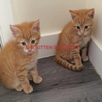 THE KITTEN BROTHERZ
