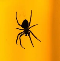 Spider parasite