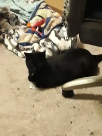 Lucky the Black Cat