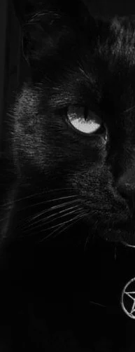 The black cat
