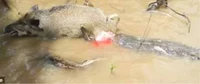 Pig gets eatenbycroc