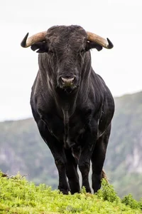 Bull