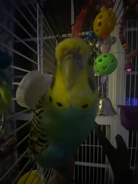 Star the budgie