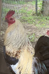 Nigel the rooster