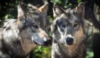 Adopting a wolf