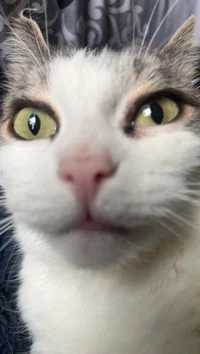 dani