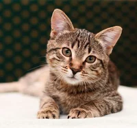 Brown tabby cat