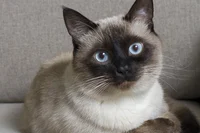 Siamese cat