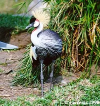 Grey crowned crane