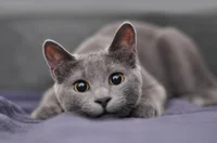 Gray cat