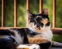 Calico cat
