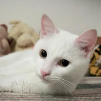 White cat