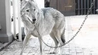 Wolf adoption center