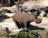 Black Rhinoceros 