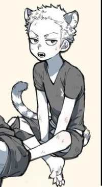 Pequeno gatinho zoro