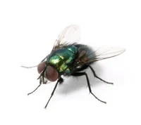 a random fly