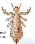Head louse