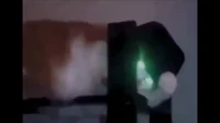 Mafia Cat