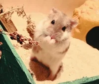 Pet Hamster