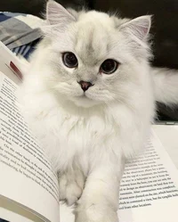Warrior Cats