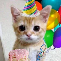 Birthday cat