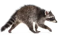 Raccoon 9999